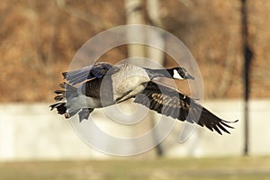 Canadian Goose