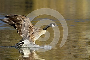 Canadian Goose