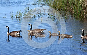 Canadian Goose Family