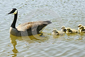 Canadian goose family