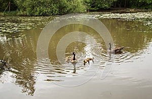 Canadian Goose family with goslings