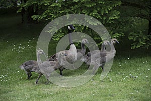 Canadian Goose Family with Goslings aka baby geese