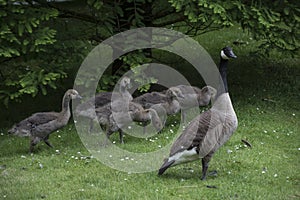 Canadian Goose Family with Goslings aka baby geese