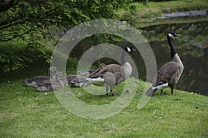 Canadian Goose Family with Goslings aka baby geese