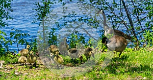 Canadian goose family near the river