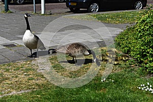 Canadian goose family with newborn goslings.