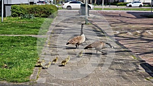 Canadian goose family with newborn goslings.