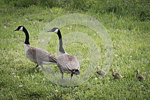 A Canadian goose family walking in the grass.