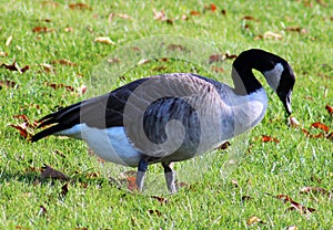 Canadian goose in Farmington Hills Michigan