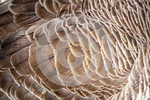 Canadian goose feather texture.Close up.Copy space