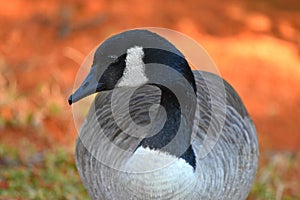 Canadian Goose feeding, profile