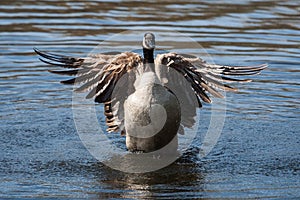 Canadian Goose flapping wings