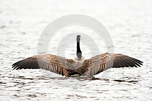 Canadian goose flapping wings in preflight