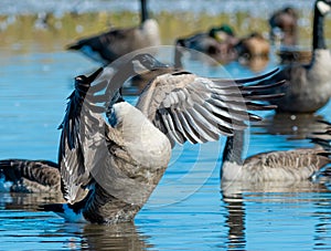 A Canadian Goose flaps its wings in a pond