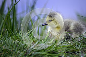 Canadian goose fledgling