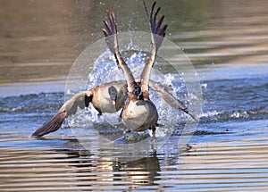 A Canadian Goose fleeing an aggressive rival
