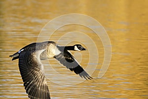 Canadian Goose in Flight