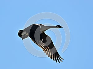Canadian goose in flight
