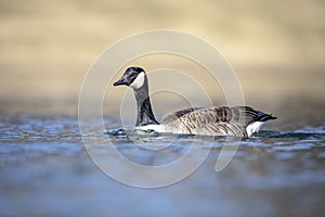 Canadian Goose floating in a pond