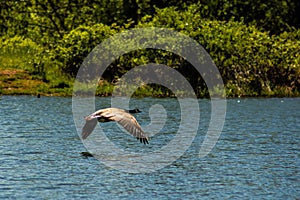 Canadian goose flying over water pond in Adair Village Oregon lake nature wildlife