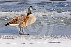 Canadian Goose on a frozen lake