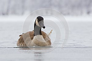 Canadian goose on frozen lake