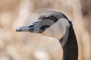 Canadian goose gets a close up headshot in the park on a sunny day