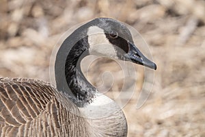 Canadian goose gets a close up headshot in the park on a sunny day