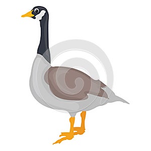 Canadian goose, goose decoys Vector Icon