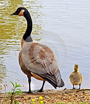 Canadian Goose and Gosling