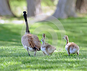 Canadian Goose With Goslings photo