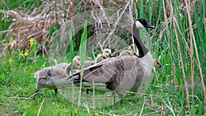 Canadian Goose and Goslings