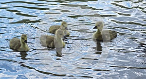 Canadian Goose Goslings Swimming about.