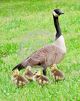 Canadiense ganso a su durante primavera 