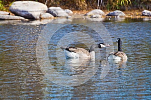 Canadian Goose Honking at Companion