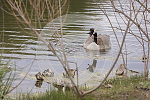 A Canadian goose honks at onlookers.