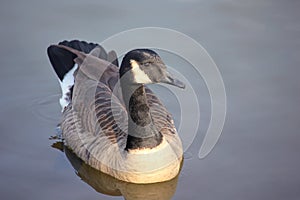 Canadian Goose in a lake