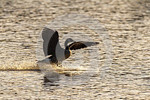 A canadian goose is landing on river at sunset photo