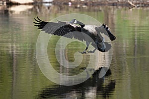 Canadian goose landing on water