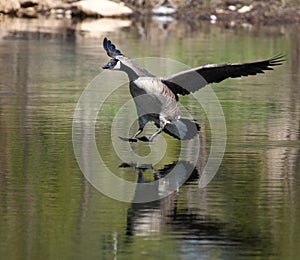 Canadian goose landing on water