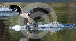 Canadian goose landing on water