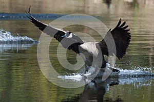 Canadian goose landing on water