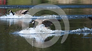 Canadian goose landing on water