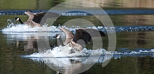 Canadian goose landing on water