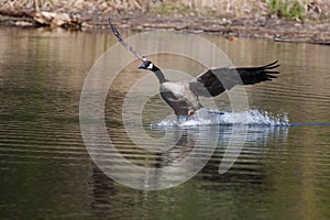 Canadian goose landing on water