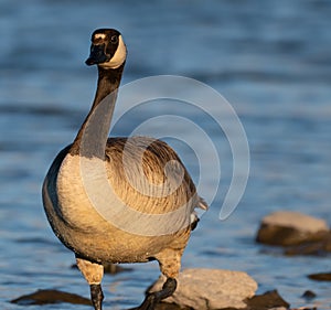 A Canadian Goose Looking at the Camera
