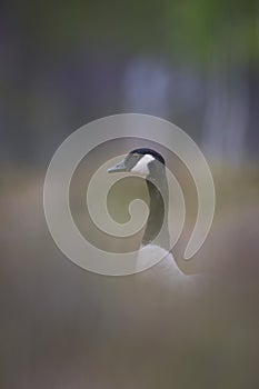 Canadian goose on lookout duty photo