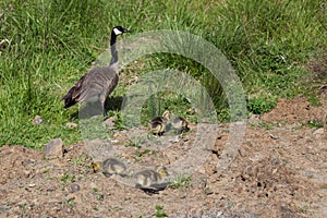 Canadian Goose Mama with Babies