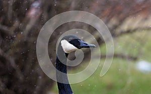 Canadian goose in Michigan during snowing in winter eating grass in park