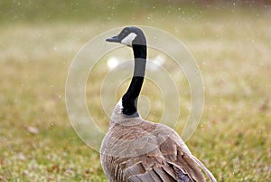 Canadian goose in Michigan during snowing in winter eating grass in park